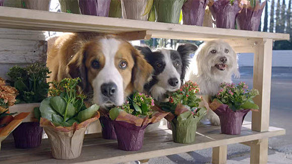 Platz 1 im "FeelMore50"-Ranking für die drei pelzigen Helden im Doritos-Spot. 