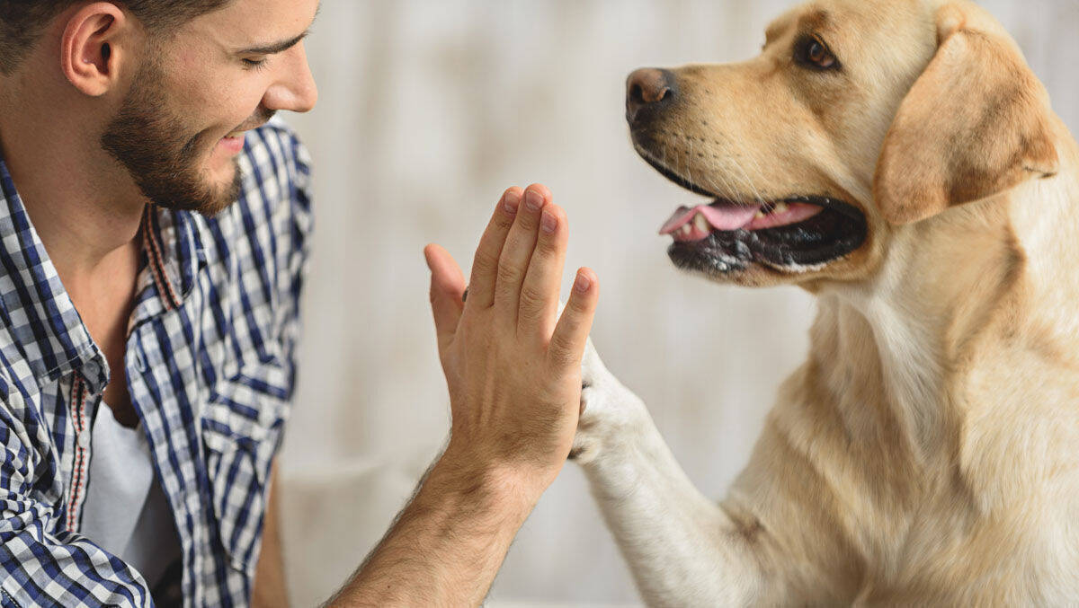 Am Donnerstag ist "Nimm-Deinen-Hund-mit-zur-Arbeit-Tag". Auch Nestlé & Co. zeigen mehr (Werbe-)Herz für Tiere.