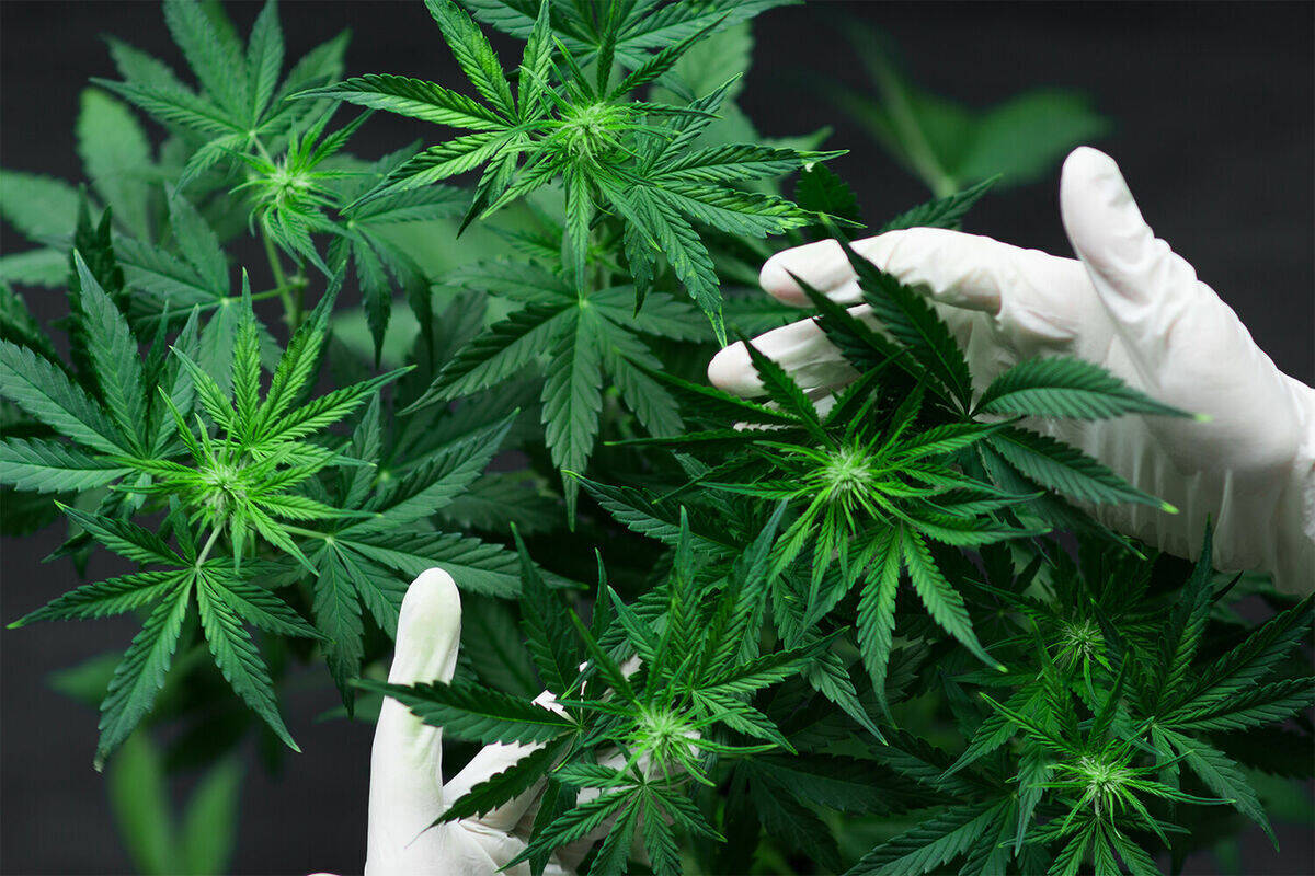Die Legalisierung von Cannabis würde in Deutschland einen Milliardenmarkt eröffnen