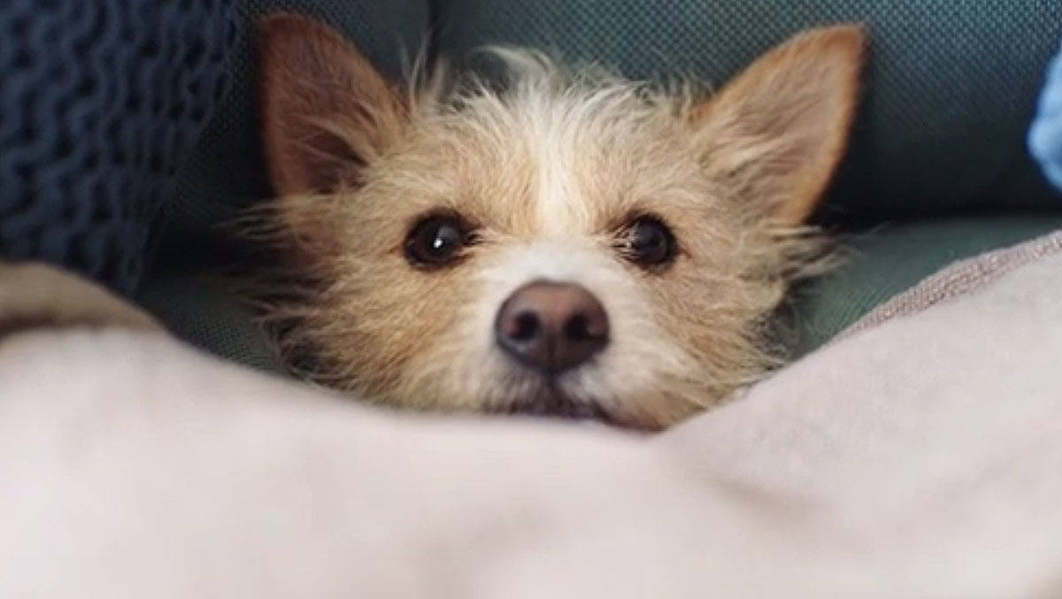 Zooroyal macht einen schüchternen Hund zum Markenbotschafter.