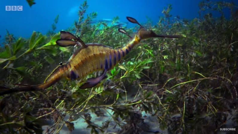 "Blue Planet II": Der Produzent des BBC-Naturfilms James Honeyborne arbeitet inzwischen für Netflix.