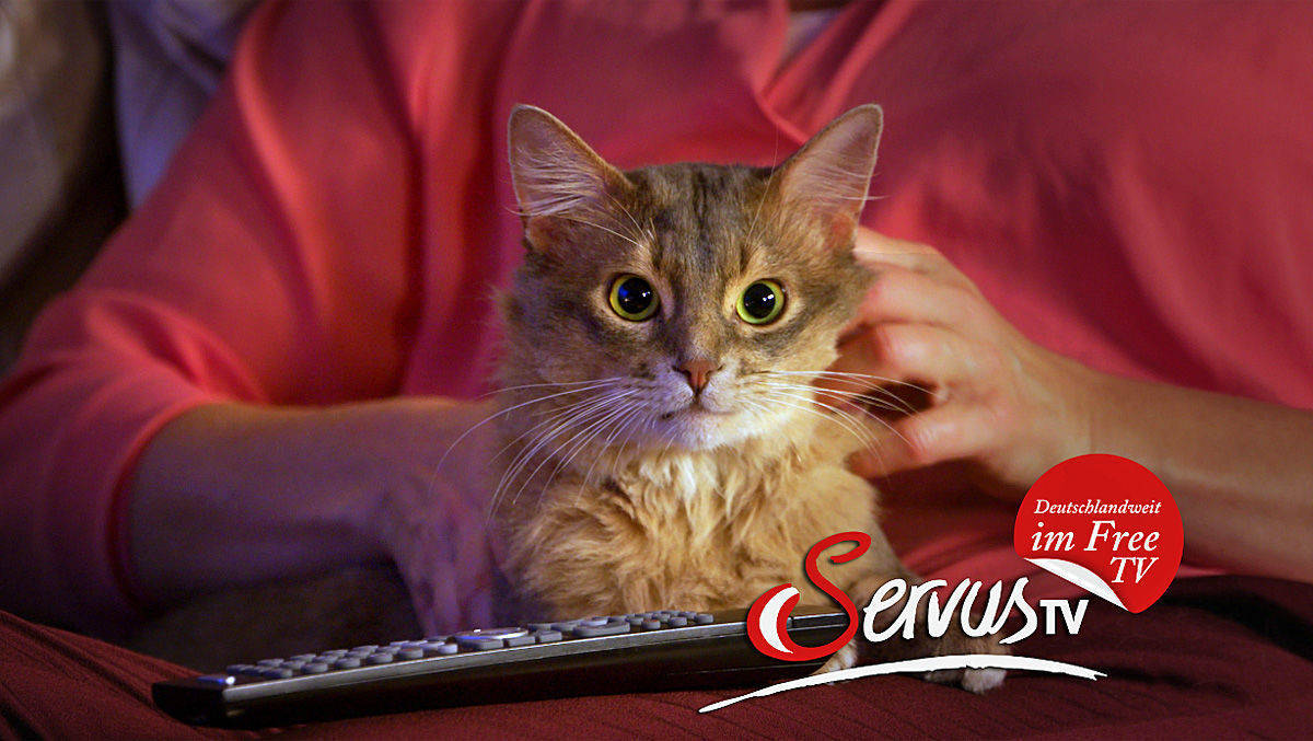 Kater Victor will lieber Servus TV gucken.