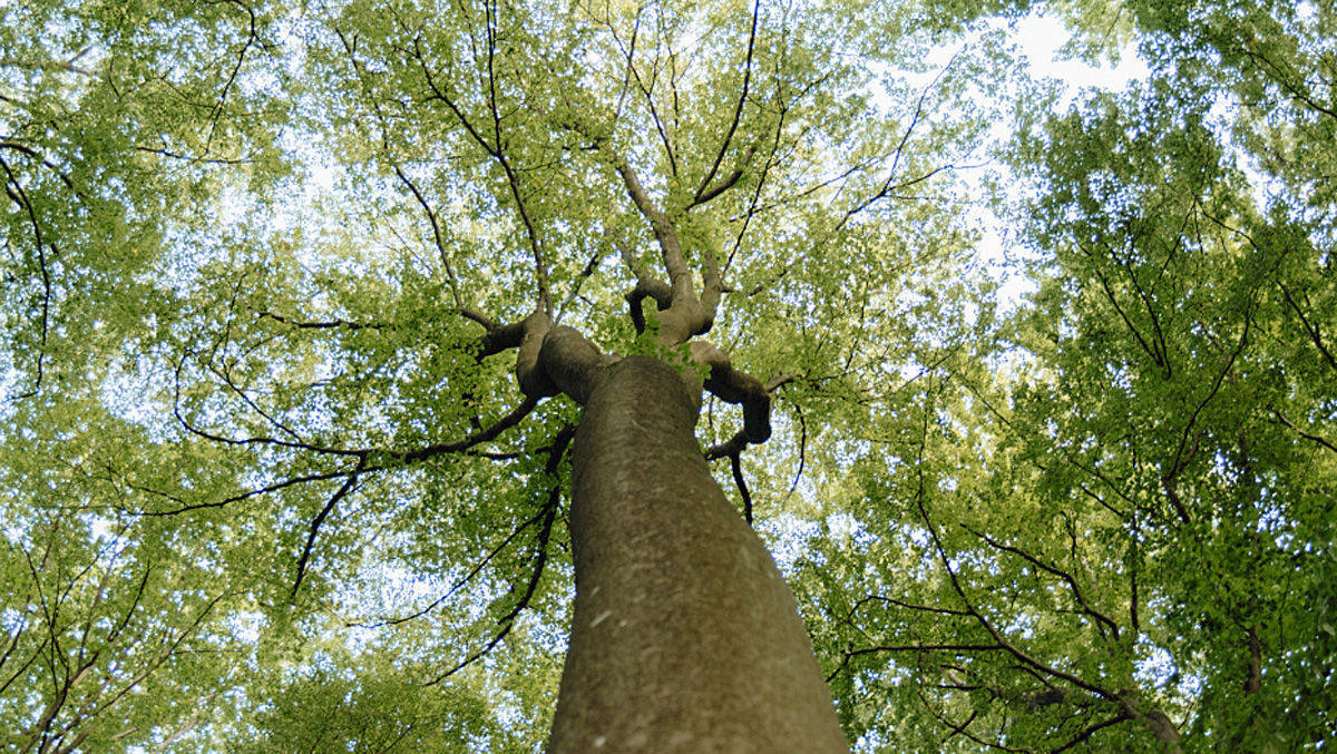 Print-Plan: Ums Naturerlebnis geht es im nächsten neuen G+J-Titel.