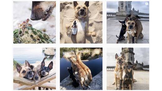 Bei @verpinscht dreht sich alles um drei Pinscher.
