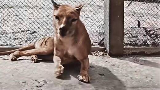 Seit 85 Jahren ist der tasmanische Tiger ausgestorben, in Paris wurde er digital reanimiert.