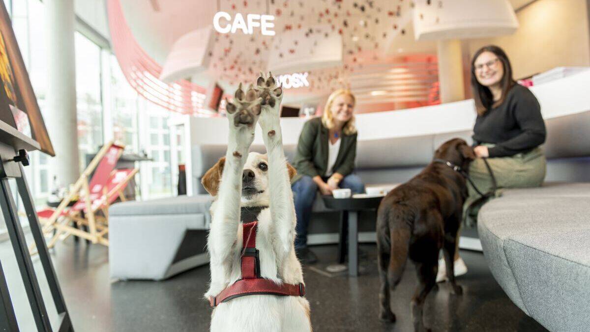 Finn und Stella gehören zu den Pionieren der Funky Dogs.