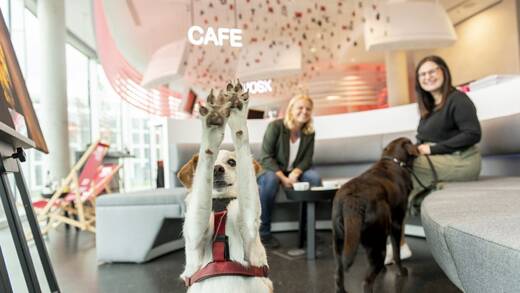 Finn und Stella gehören zu den Pionieren der Funky Dogs.