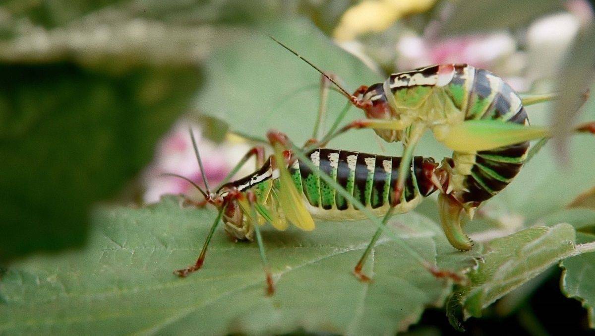 Top Der Woche Darum Ist Hornbachs Insekten Porno Gelungen W V