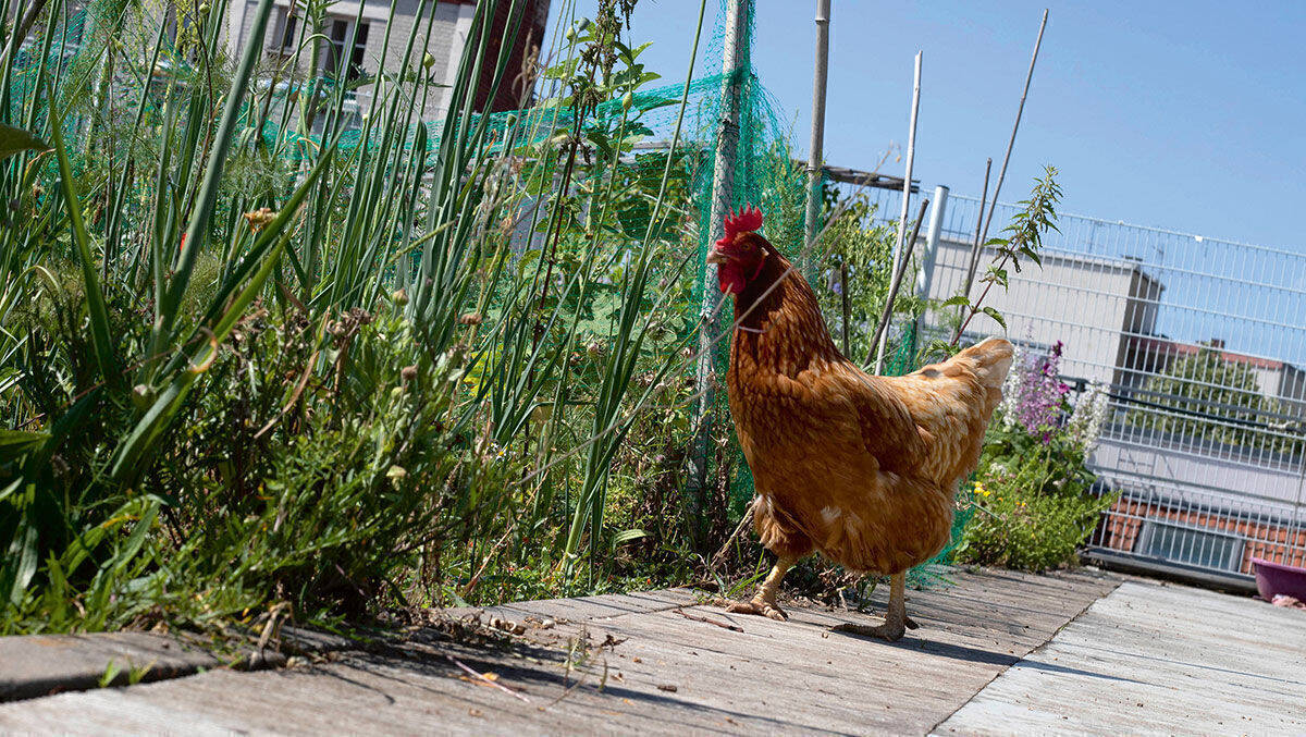 Asphalt statt Wiese: Wie diesem Huhn geht es auch den Biomarken im LEH