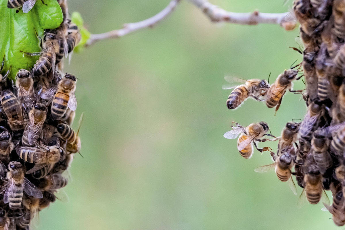 Bienen